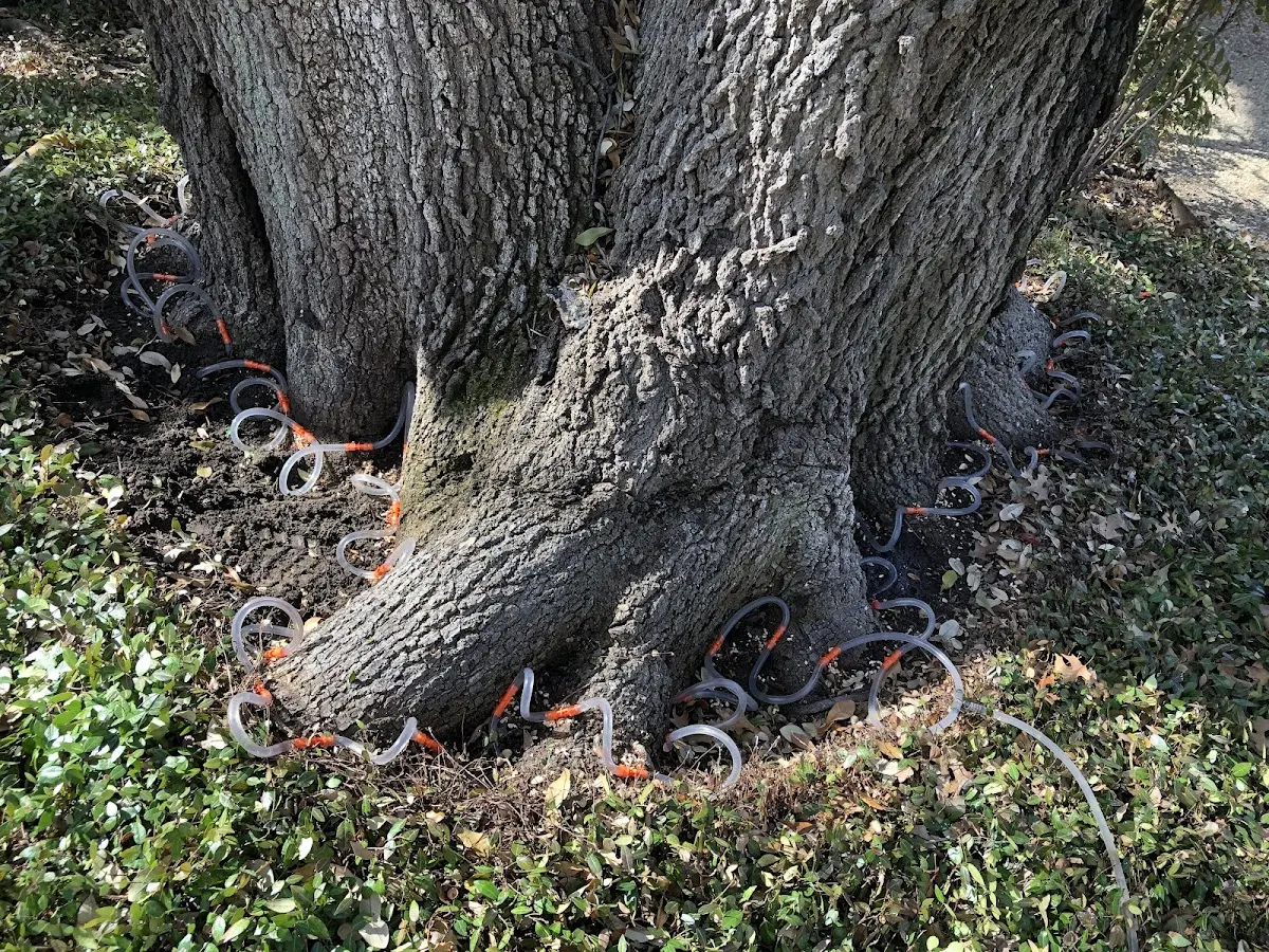 Detailed Tree Cabling and Bracing job site in Donaldson